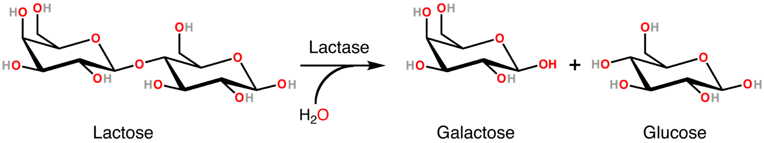lactose-lactase-wirkung